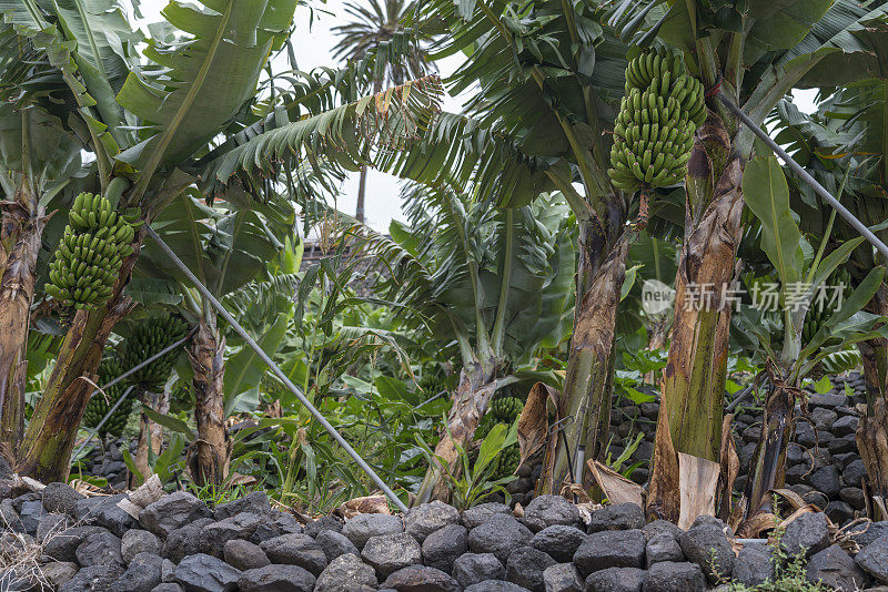 香蕉种植园，La Gomera, La Hermigua